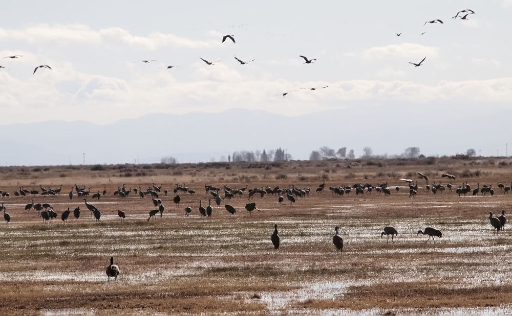 Crane Festival Monte Vista, Colorado